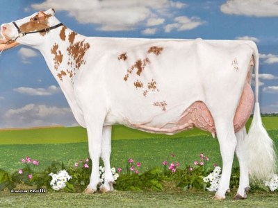 2^ Mostra Interregionale dei Bovini da Latte a Reggio Emilia&nbsp;2018