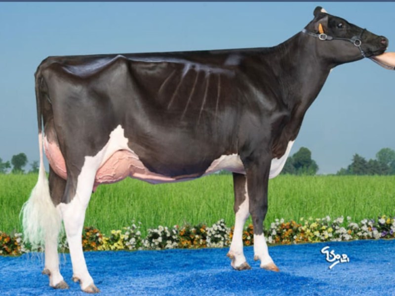 Dotti 1st Magie&nbsp;Noir