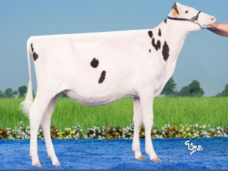 Dotti Jacoby Ashley&nbsp;White