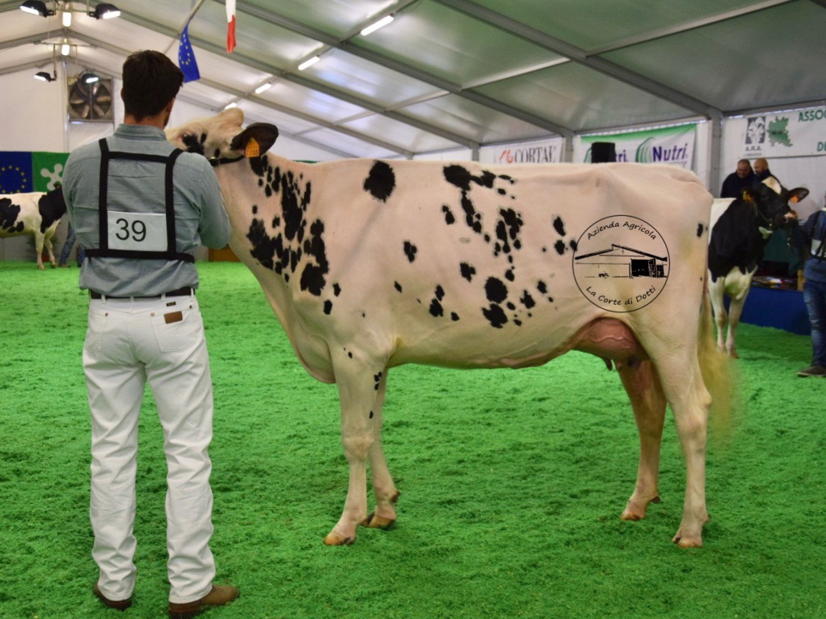 26^ Mostra Provinciale Bovina d’Inverno Gonzaga&nbsp;2019