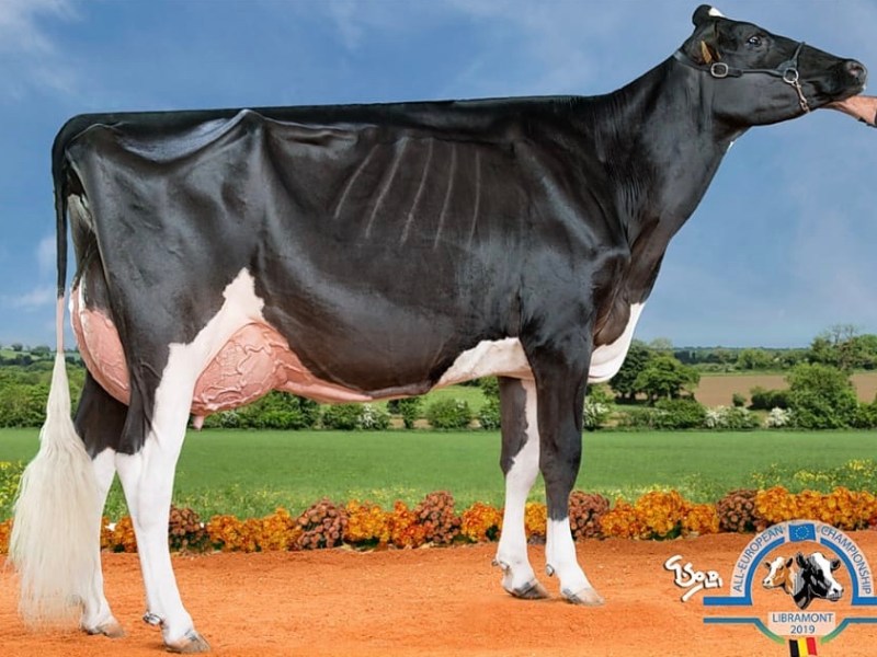 All-European Championship Libramont&nbsp;2019