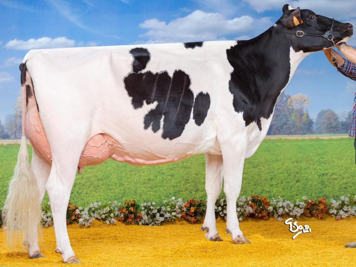 Dotti Mogul Avalanche