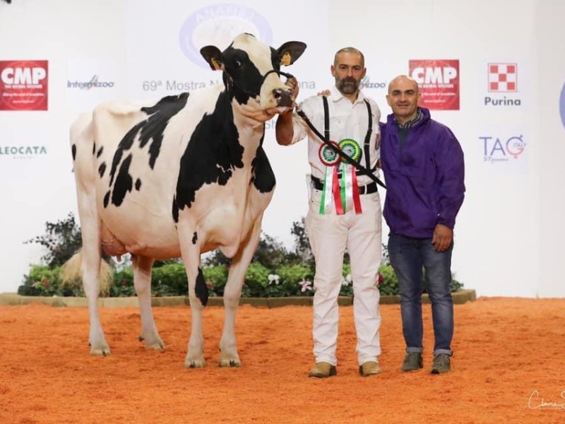 69^ Mostra Nazionale del bovino da latte Frisona e Jersey Italiana&nbsp;2021