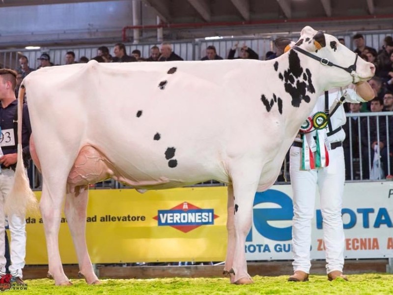 15° European Open Holstein&nbsp;ShowVerona